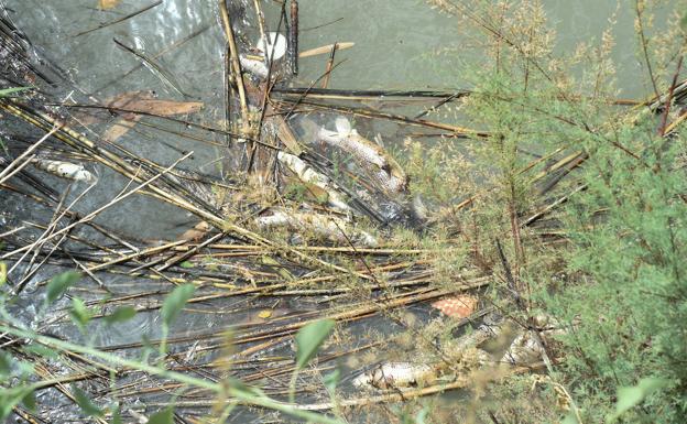 Dead fish in the Segura river, as it passes through the Manterola footbridge in Murcia.