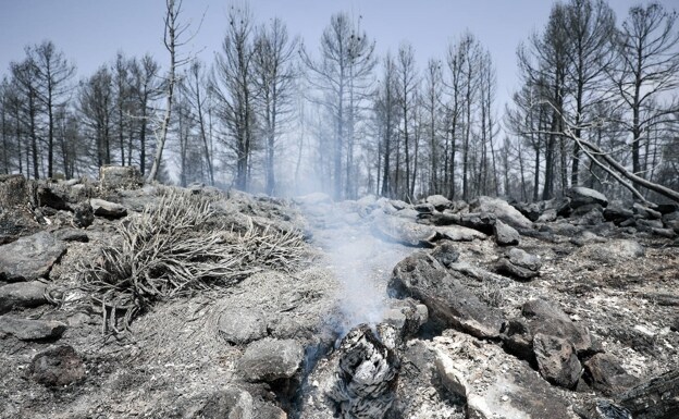 An area burned after a forest fire declared in Cuenca during the first heat wave in July. 
