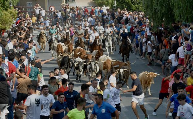 The cattle enter the town, between a group of runners. 