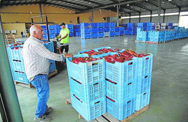 An operator of the Mercagrisa company, from San Javier, with boxes full of red pepper. 