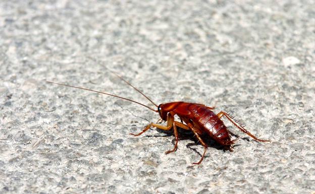 An American cockroach in a file image. 