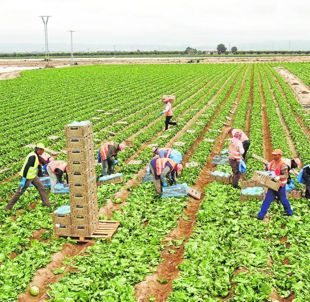 Foreign workers, in an agricultural exploitation of Torre Pacheco, in a file image. 