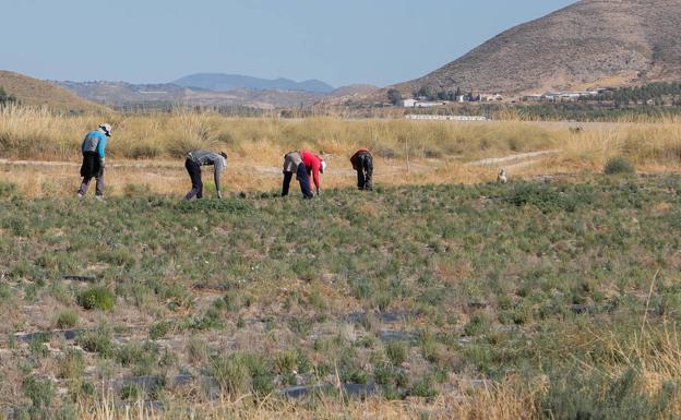 Workers collect aromatic plants grown in La Paca. 