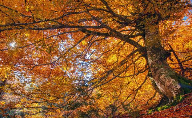 A forest in autumn, in a file image.