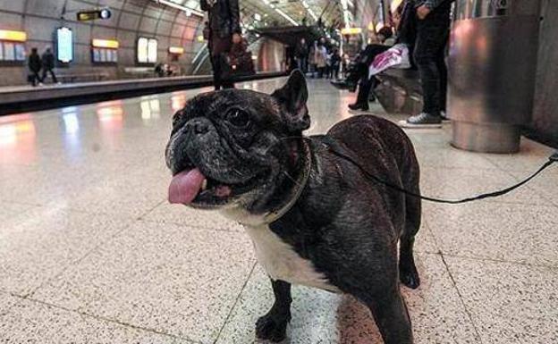 Dogs of this size can now travel on Renfe trains.