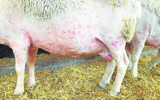 Lesions produced by sheep pox in a sheep from the infected La Mancha herd. 