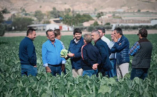 Fernando López Miras, during his visit, this Tuesday, to the cauliflower crops of the Agrícola Santa Eulalia company, in Totana. 