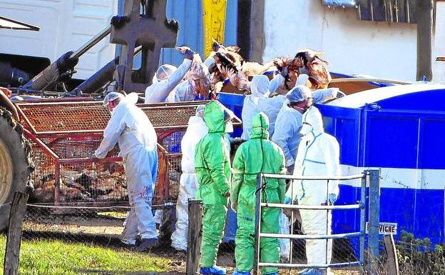 Birds killed by bird flu are removed by operators on a French farm last June